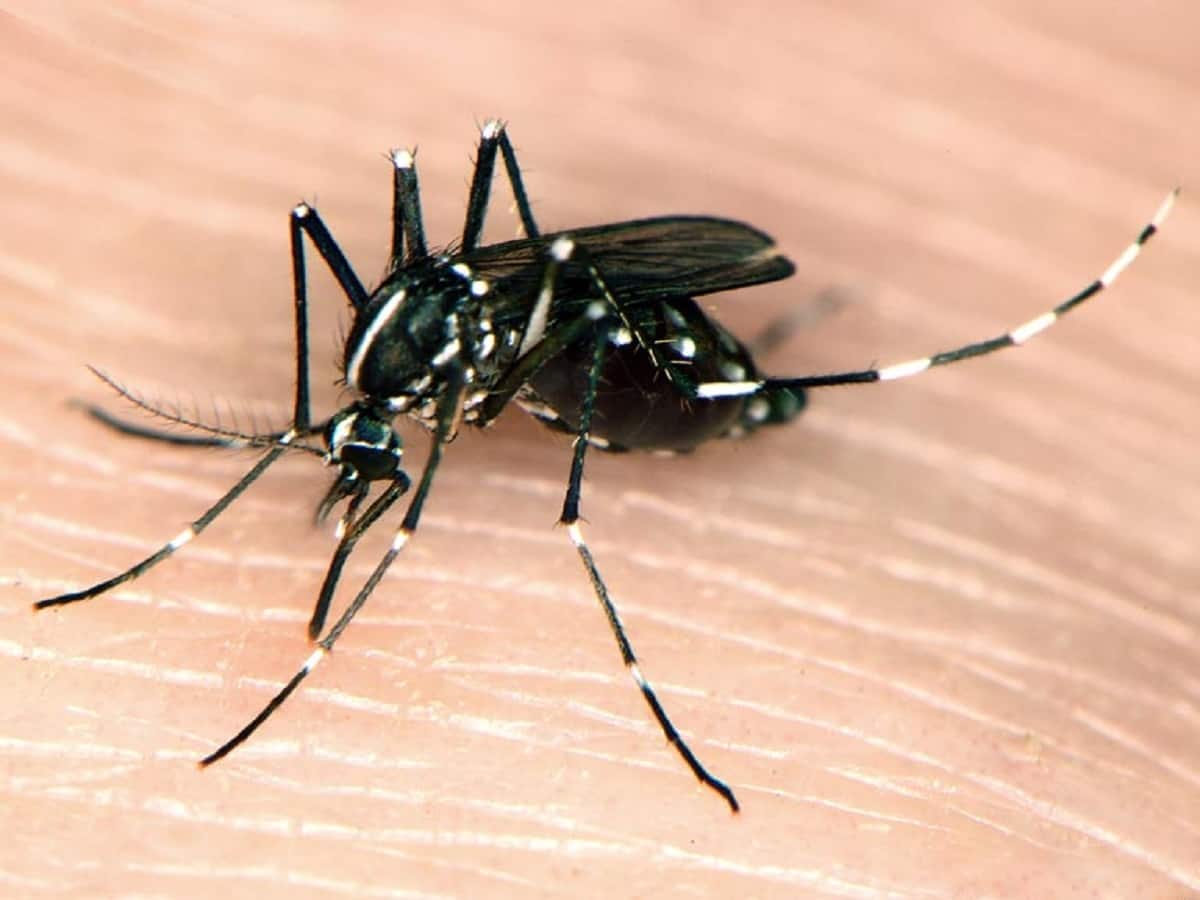 Asian Tiger Mosquito: Man Undergoes 30 Surgeries After Getting Bitten